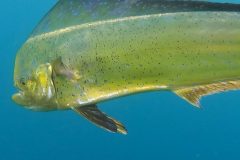 Dorado-1-e1654517736456