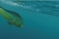 Dorado-5